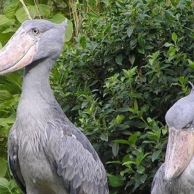 50 Facts About the Shoebill Stork: A Large and Strange Bird