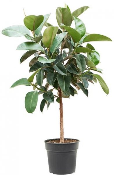 Ficus elastica 'Robusta' - Stem - Kvety VICTOR