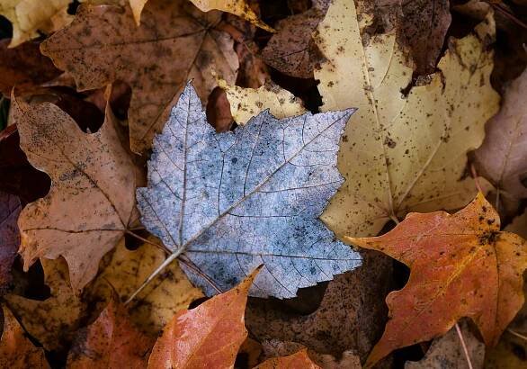 grey and brown maple leaf