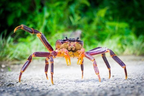 kokosový krab v jižním pacifiku niue. - americká samoa - stock snímky, obrázky a fotky