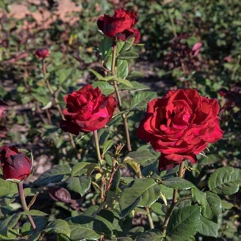Růže velkokvětá pnoucí tmavě červená - Rosa - prostokořenné sazenice růže - 1 ks