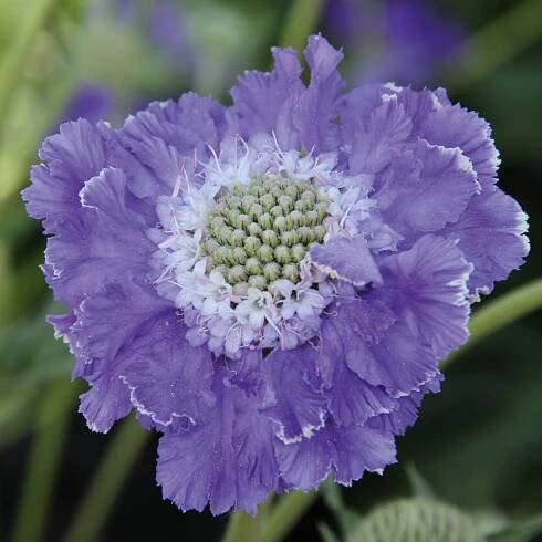 Scabiosa Fama DeepBlue 476750 scaled 1