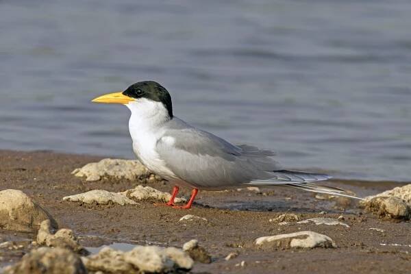 River tern