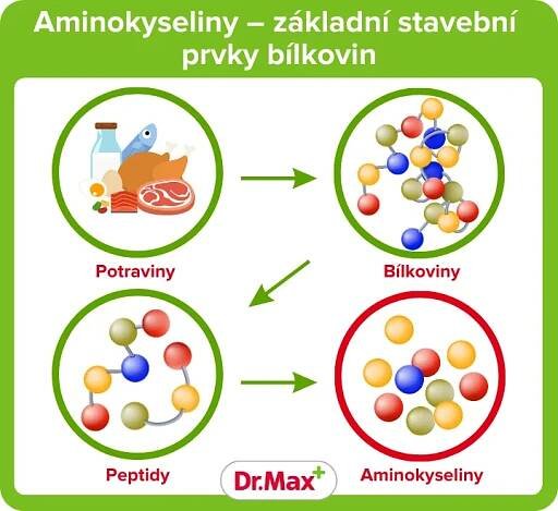 Esenciální aminokyseliny - význam a potraviny | Dr. Max