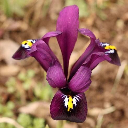 Kosatec síťkovaný George - Iris reticulata - cibule kosatců - 3 ks