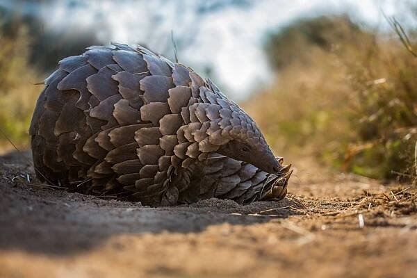 Conservation news on Wildlife Crime