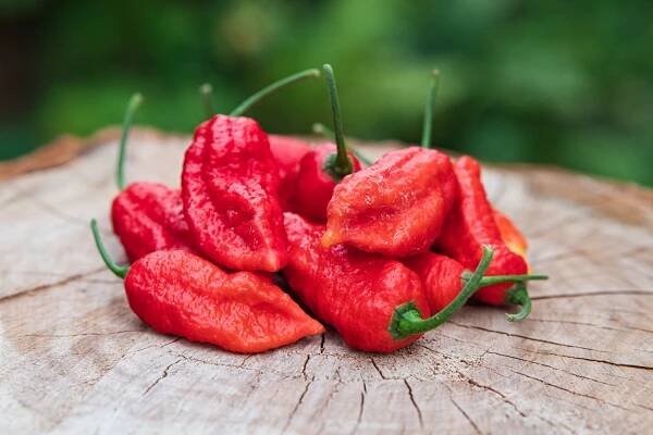 Bengle Naga | Chilli semena | Chilli semena | Chilli semínka | Chilli omáčky | GOROL CHILLI