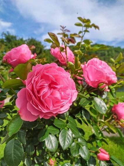 Růže Leonardo da Vinci - Sadové růže (Rosa)