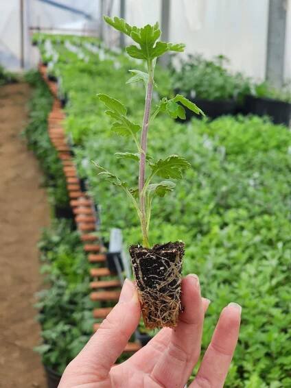 Rooted Cuttings FAQ — Goose Creek Gardens, Ltd. 