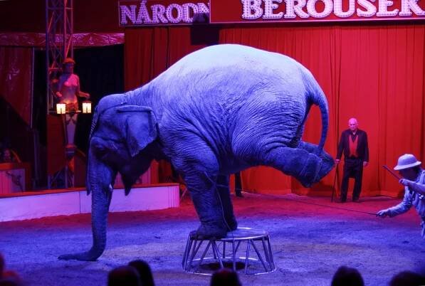Foto: V Kutné Hoře hostuje cirkus Berousek, přivezl i tradiční medvědy