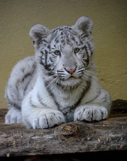 Samičku bílého tygra zabavili celníci, dočasný domov našla v hodonínské zoo