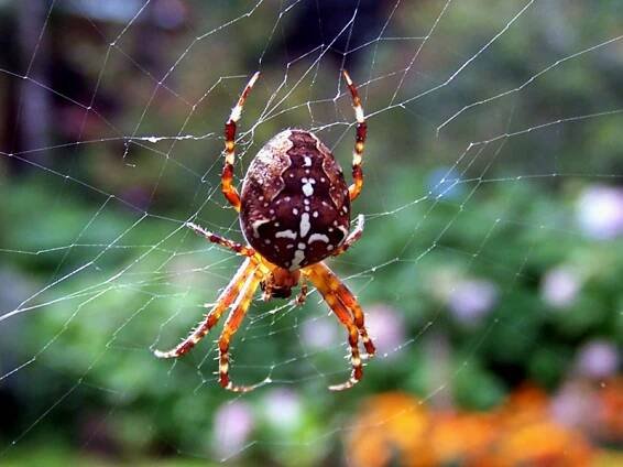 Pavouk (Křižák obecný/Araneus diadematus)