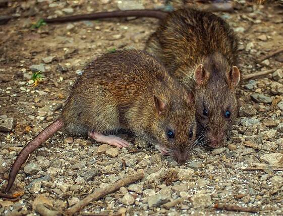 Two rats on the ground, captured with Olympus digital camera