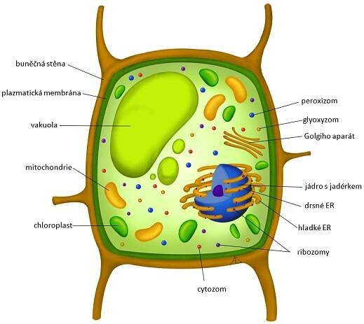 Biologie: Buněčná biologie: Rostlinná buňka 