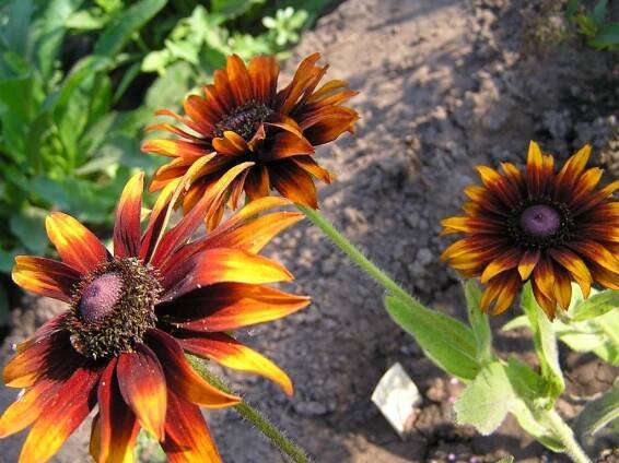 Rudbeckia: pěstování ze semen, kdy pěstovat sazenice, jak zasít na otevřeném terénu, Cherry Brandy - trvalá výsadba