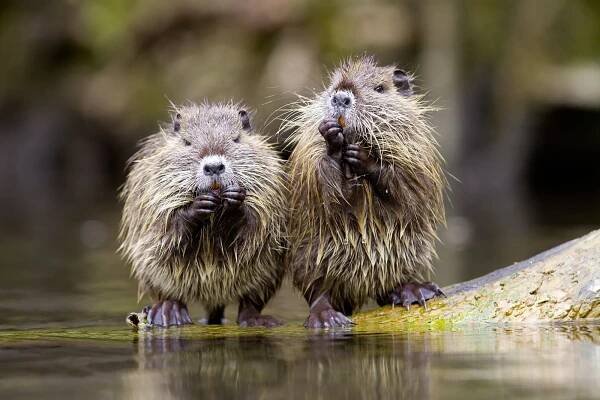 Nutrie a ondatry.