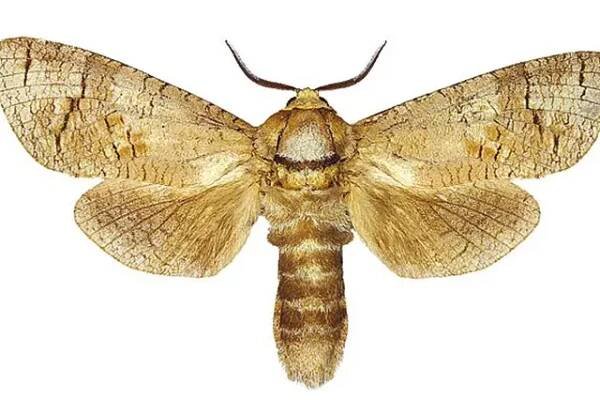 Drvopleň obecný (Cossus cossus)