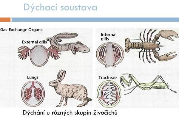 PPT - Obratlovci ( Vertebrata ) PowerPoint Presentation, free download - ID:5382720