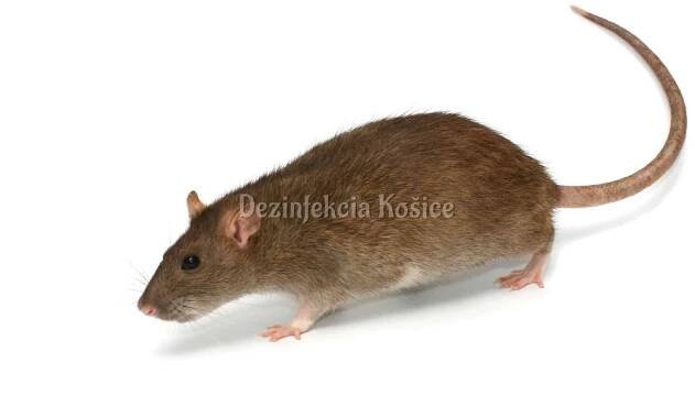 Potkan hnedý - Dezinfekcia Košice