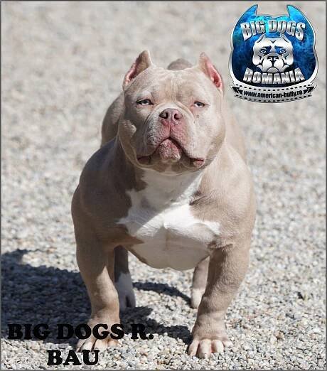 Bau – American-Bully.ro – Bully Romania big dogs caini