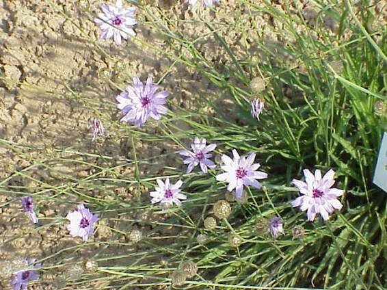Catananche