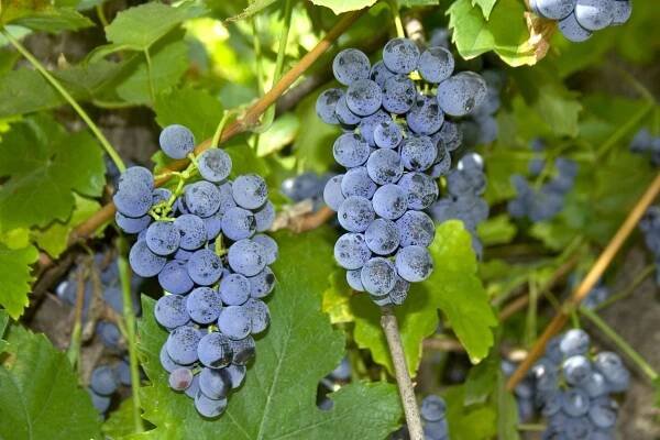 Soubor:Red Grape - Vitis labrusca - Kiszombor, Hungary.jpg – Wikipedie