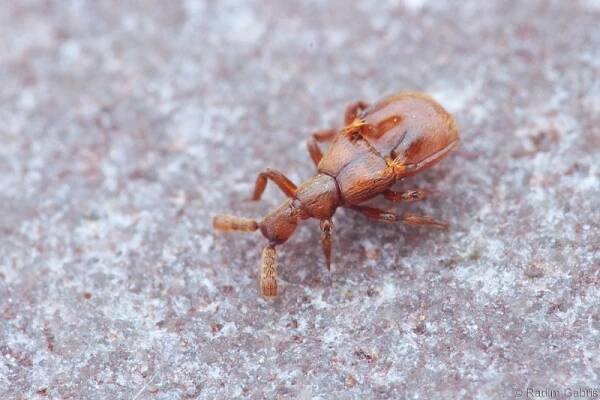Claviger testaceus - kyjorožec narudlý | Staphylinidae - drabčíkovití | Natura Bohemica