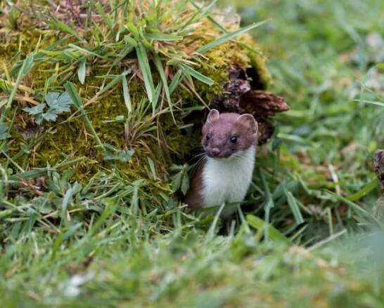 stoat (mustela erminea) vynořující se z díry - lasička - stock snímky, obrázky a fotky