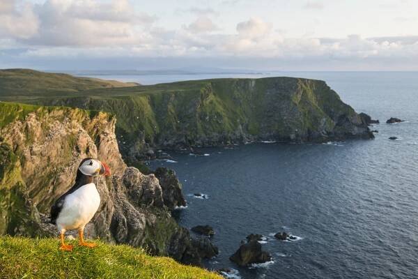 Atlantic puffin (Fratercula arctica) at clifftop edge, Hermaness National Nature Reserve, Unst, Shetland Islands, Scotland.