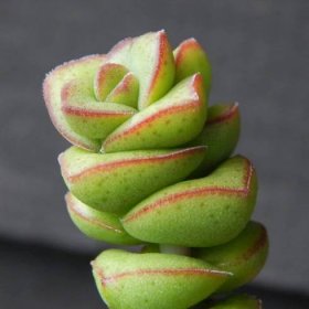 Crassula marnieriana Jade Necklace