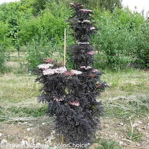 Laced Up Elderberry