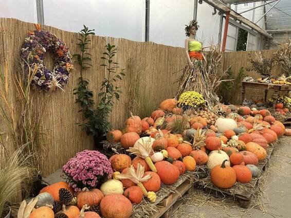 Dýně, kam se podíváš: vraňanská farma je připravena na oslavy Halloweenu