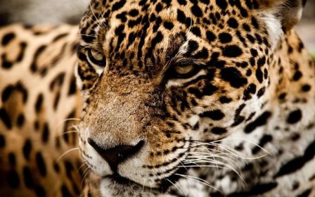 2560x1600 Jaguar wild cat muzzle l wallpaperx1600