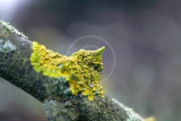 Catherine Skwara - Fungi