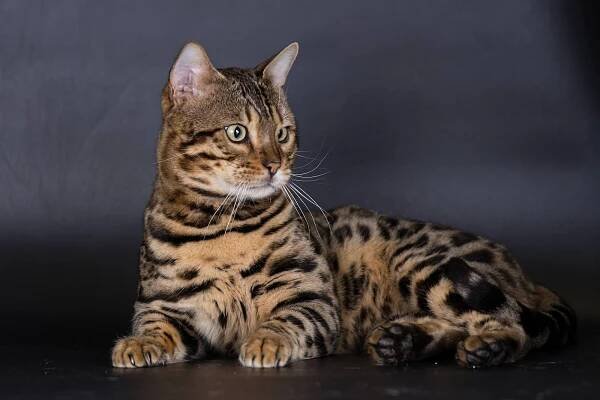 X-Man Whinecat / Teddy | Kocouři | Bengálské kočky | Chovatelská stanice bengálských koček Whinecat