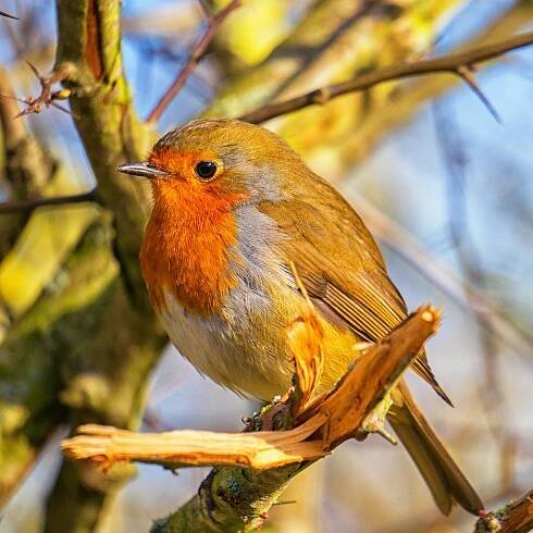 Bird Friendly! - GREENDUCK