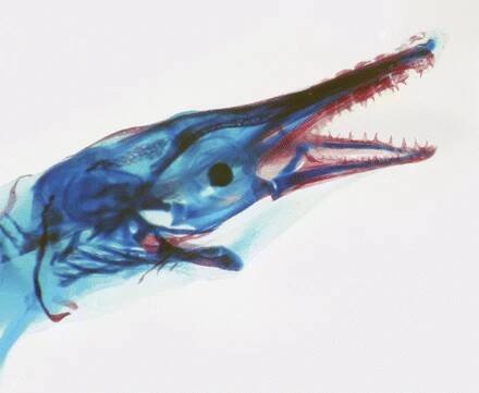 Chondrogenesis - Wikipedia