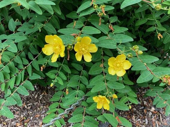 Hypericum ‘Hidcote’ - St. John’s wort
