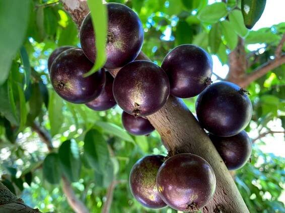 JABOTICABA