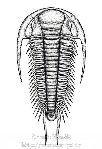 Galerie | TRILOBITI TRILOBITA | Arnošt Hanák