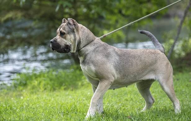 Past - Cabeza Grande Kennel