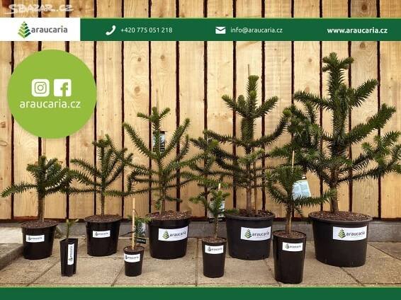 Araucaria araucana - Blahočet čilský