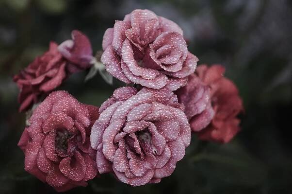 Růže Květiny Rosa Kapky - Fotografie zdarma na Pixabay