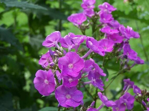 Phlox 'Caroline Van Den Berg'