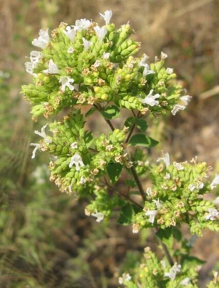 Obrázek - Origanum vulgare subsp. hirtum (dobromysl obecná) | BioLib.cz
