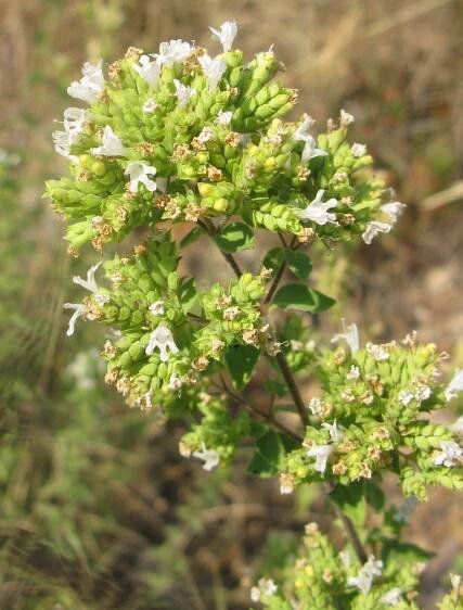 Origanum vulgare subsp. hirtum