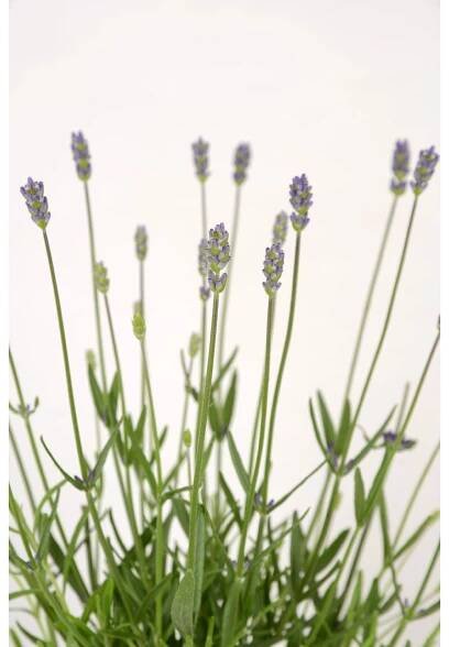Levandule "Felice", průměr květináče cca 10,5 cm, Lavandula