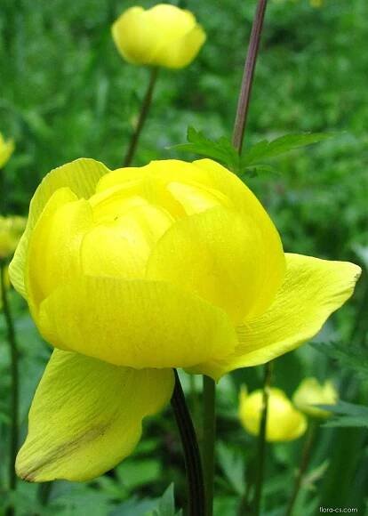 Upolín nejvyšší (Trollius altissimus)