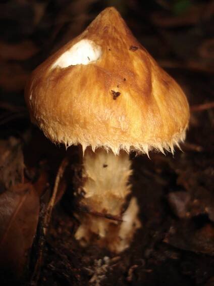 Squamanita