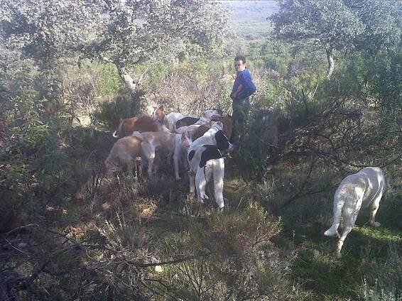 Caza A Monteria